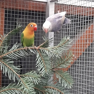 Biete ein schönes Pärchen Agaporniden von 6 Monaten an