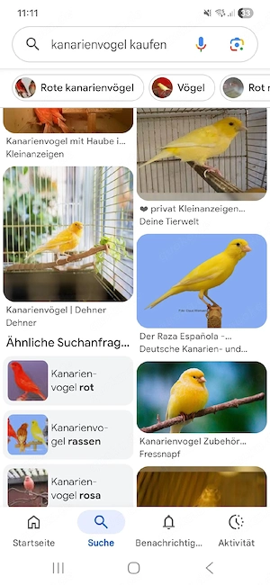 Kanarienvögel SUCHE!