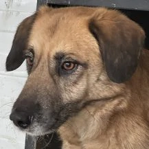 Dobby O ca. 47 cm   der Wunderbare