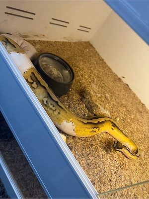 0.1 Königspython Pastel pos Cinnamon Pied het Clown 2024