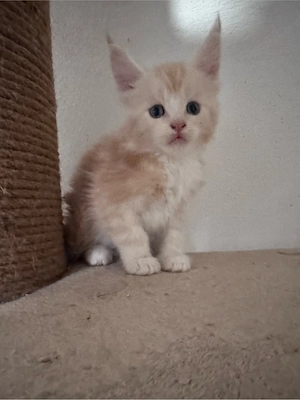 Maine Coon Kitten reinrassig mit Stammbaum