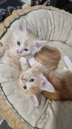 Maine Coon Kitten reinrassig mit Stammbaum