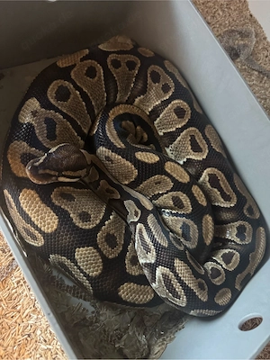 0.1 Königspython Gravel 2018