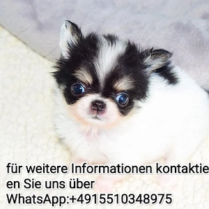 Chihuahua Welpen ,reinrassig, liebevoll aufgezogen