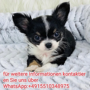 Chihuahua Welpen ,reinrassig, liebevoll aufgezogen