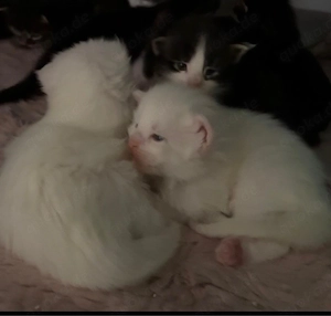 Süße zauberhafte Maine Coon