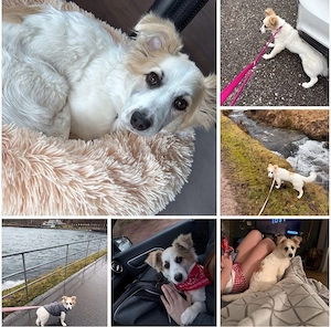 Zuckermaus sucht - für immer Zuhause 