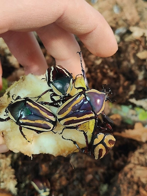 Dicronorhina derbyana conradsi Käfer
