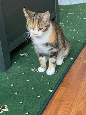 Umstandshalber abzugeben 