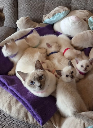 Siam Kitten in Lilac und Chocolate Point 