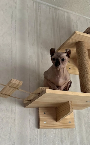 dringend    Liebe Sphynx-Katze  Phibi  mit blauen Augen 