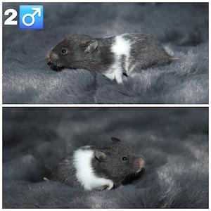 Goldhamsterbabys  Bild 3