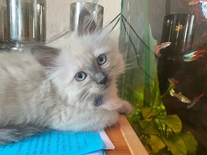 Reinrassige Ragdoll Kitten mit Stammbaum Abgabe ab April