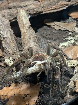 Nehme Vogelspinnen in Not auf