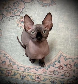 Sphynx Kater 4 Monate