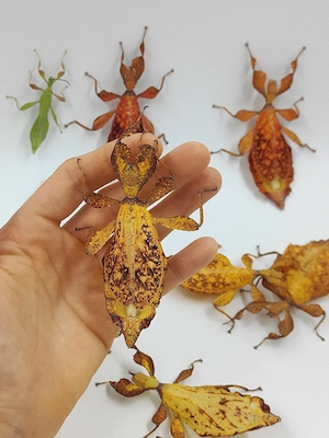 Regenbogenblätter  Phyllium tobeloense "Galela"