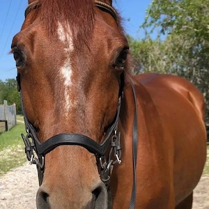 Pferd sucht neues Zuhause   zur Adoption verfügbar