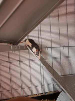 rattendamen plus Käfig