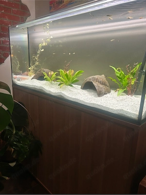 Axolotlbecken, Aquarium, Axolotl