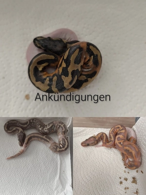 Königspython Piebald  Bild 5
