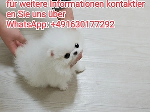 Zwergspitz Pomeranian Welpen ,reinrassig, liebevoll aufgezogen