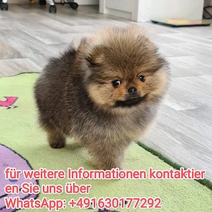 Reinrassig Zwergspitz Pomeranian Welpen ,, liebevoll aufgezogen