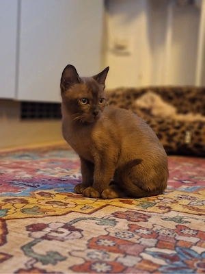Tonkanese Kater(Burma Siam) 4 Monate 