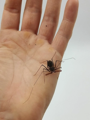 Euphrynichus bacillifer