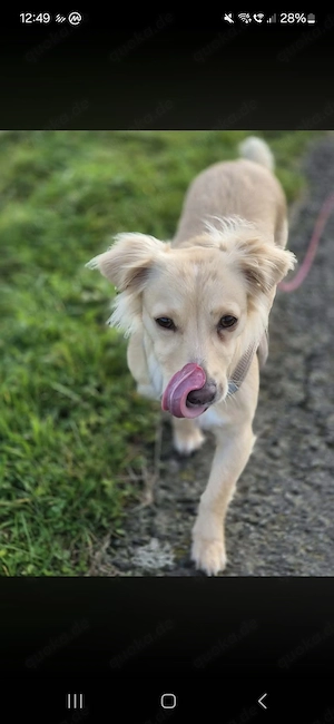 Wir suchen einen Welpen 