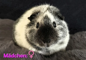 Teddy California Meerschweinchen Mädchen