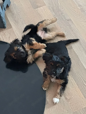 Yorkshire Terrier welpen 