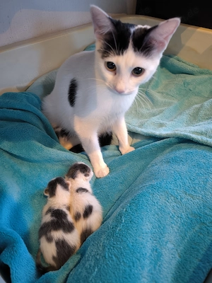 Bruderliebe - 2 Katerchen, 12 Wo. alt