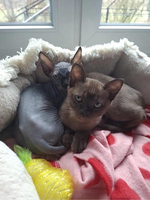 2 Kater 4 Monate alt