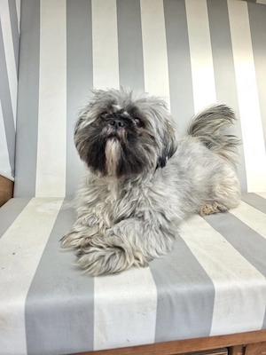 Shih Tzu Hündin 1 Jahr 