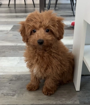 Süße Maltipoo Rüden 