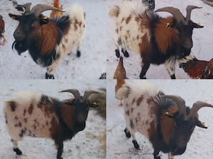 Zwergziegen Böcke Lämmer Ziegen werden Kniehoch, 2 Jahre, 4 Monate alt