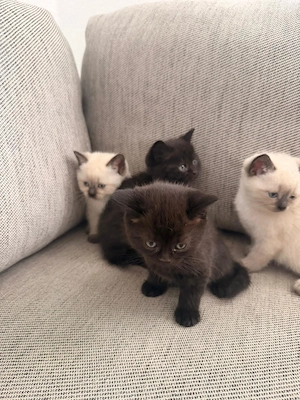 Reinrassige Britisch Kurzhaar Katzen suchen ein neues Zuhause 