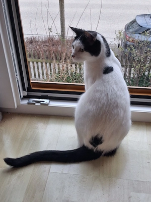 Algoz   verschmuster Kater sucht Zuhause (Weilheim Peißenberg)