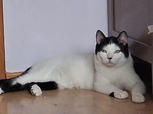 Algoz   verschmuster Kater sucht Zuhause (Weilheim Peißenberg)