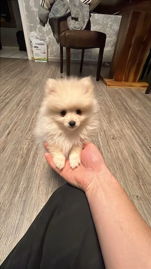 Pomeranian Zwergspitz reinrassige welpen Bild 4