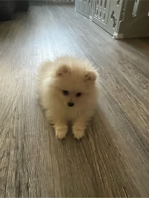 Pomeranian Zwergspitz reinrassige welpen Bild 3