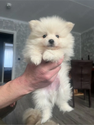 Pomeranian Zwergspitz reinrassige welpen Bild 2