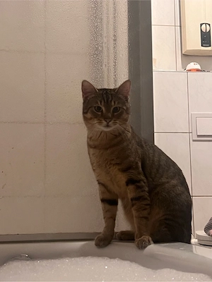 4 junge Wohnungskatzen suchen liebevolles Zuhause wegen Umzug