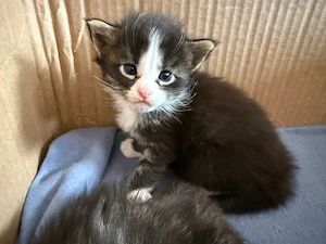 Main Coon kitten 