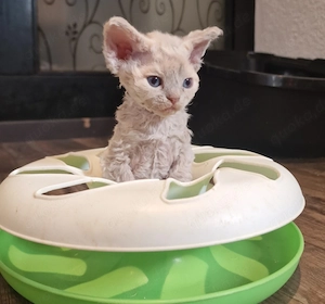 Devon Rex KATER mit Stammbaum können zu Ende April umziehen 