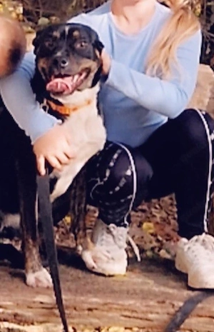 old englisch bulldoge labrador mix 