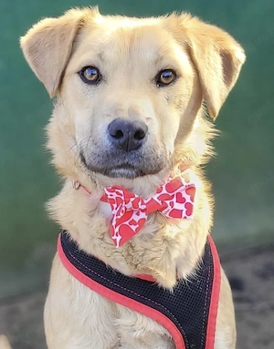 ELBA, eine freundliche, eher ruhige, verspielte Hündin