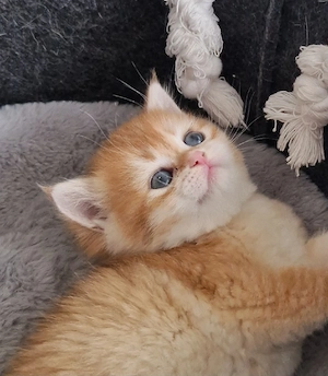 BKH  Kitten Reinrassig mit Stammbaum 