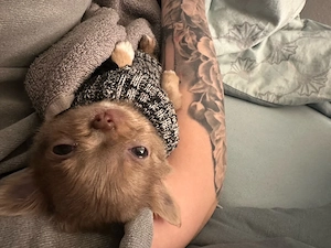 Chihuahua welpen  Bild 2