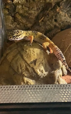 Leopardgecko Männchen, 2 Jahre